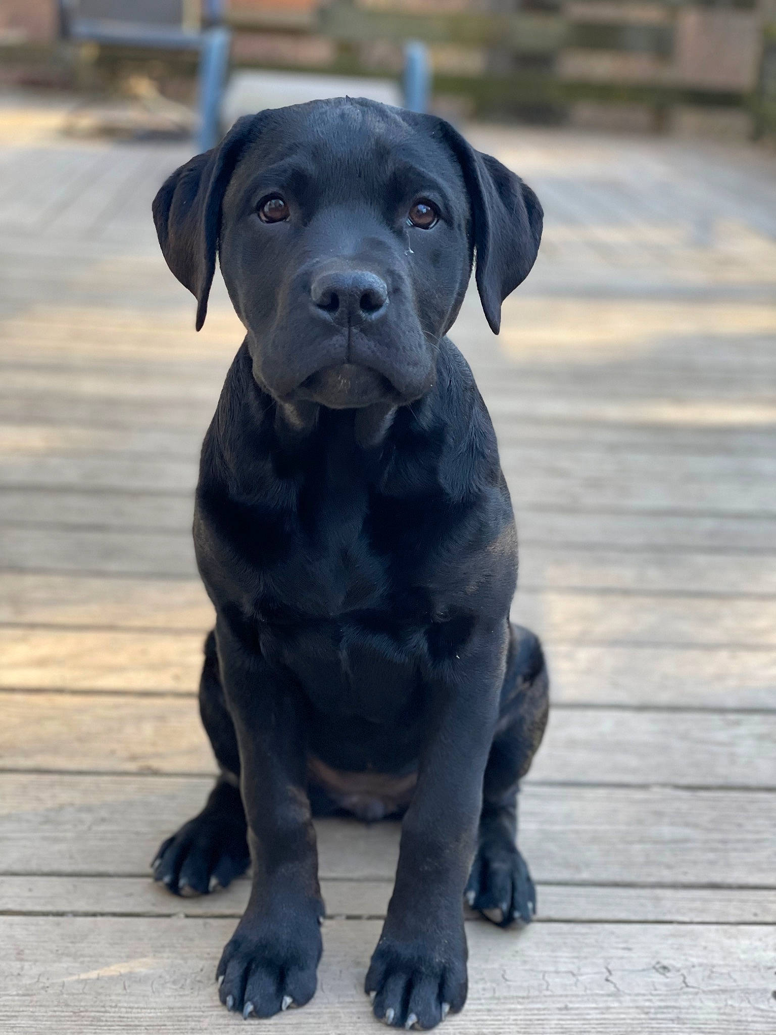 Sage joined the competition — help win amazing prizes! borador, canidae, carnivore, companion_dog, dog, dog_breed, dog_collar, eye, fawn, guard_dog, gun_dog, hunting_dog, liver, non_sporting_group, snout, sporting_group, terrestrial_animal, whiskers, working_animal, working_dog