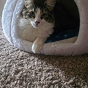 Shadow joined the competition — help win amazing prizes! animal, carpet, cat, comfort, cozy, curious, cute, domestic_animal, feline, fluffy, fur, home, indoor, mammal, paw, pet_cave, relaxed, resting, soft_light, white