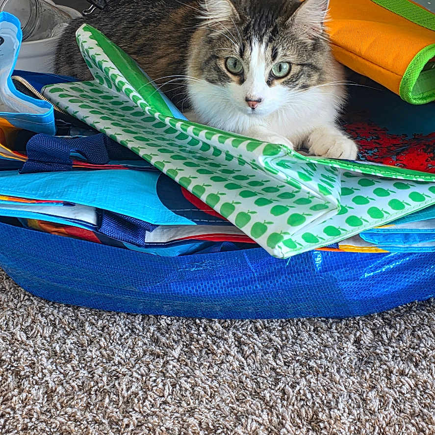 Shadow is registered to the contest to win money with this photo: animal, background, basket, bottle, carpet, cat, colorful, curious, ears, feline, fur, household_items, indoor, looking, paw, pet, resting, reusable_bags, tabby_cat, whiskers