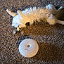 animal, carpet, cat, cozy, curious, domestic, ears, floor, fur, gray_cat, home, indoor, lying_down, pet, pet_fusion_device, relaxed, tail, whiskers, white_cat, wide_eyes