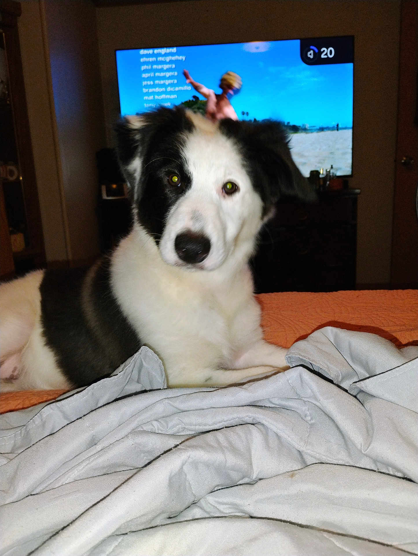Nevaeh joined the competition — help win amazing prizes! dog, bed, blanket, indoor, pet, black_and_white, fur, canine, television, screen, person_on_tv, living_room, curious, lying_down, comfort, home, furniture, domestic_animal, resting, animal