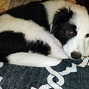 Nevaeh is registered to the contest to win money with this photo: dog, black_and_white, curled_up, blanket, pet, animal, fur, sleepy, resting, indoors, cute, canine, snout, ears, tail, paw, bed, cozy, companion, mammal