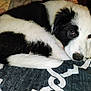 dog, black_and_white, curled_up, blanket, pet, animal, fur, sleepy, resting, indoors, cute, canine, snout, ears, tail, paw, bed, cozy, companion, mammal