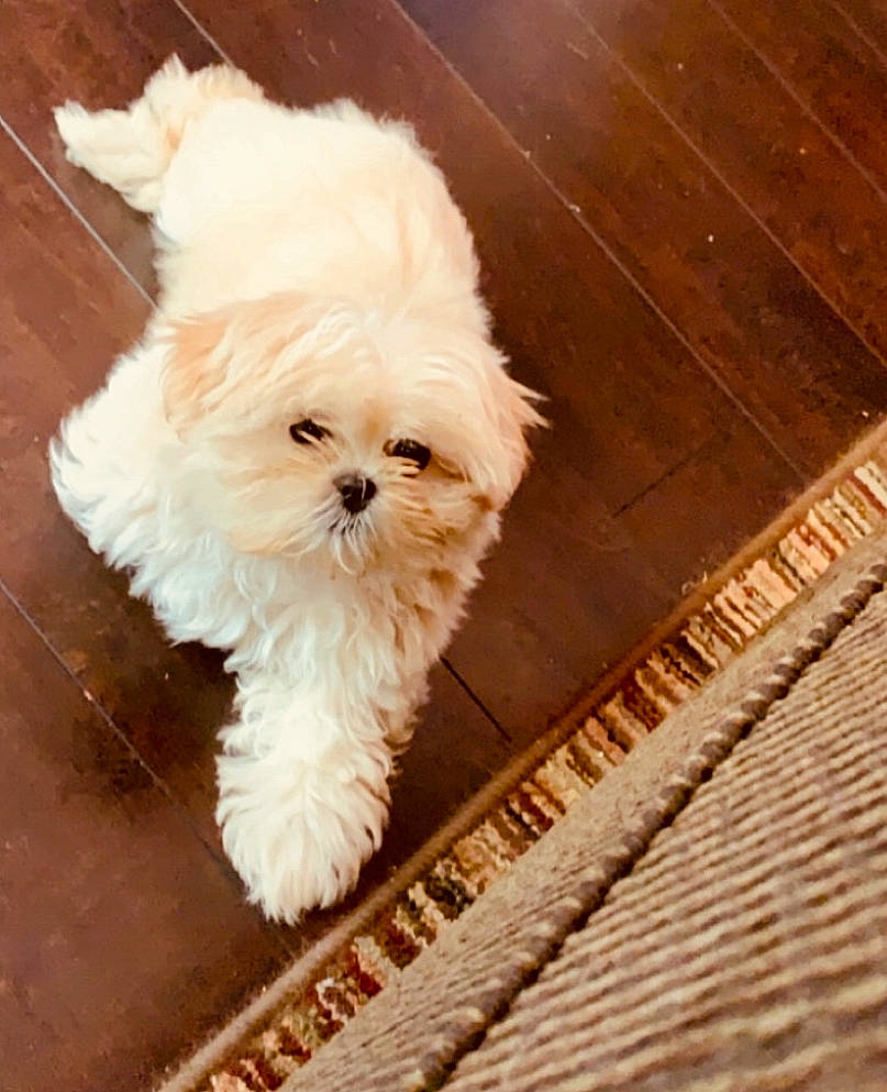 Foxy is registered to the contest to win money with this photo: bichon, bolognese, canidae, carnivore, cavachon, chinese_imperial_dog, cockapoo, companion_dog, dog, dog_breed, havanese, maltepoo, maltese, mammal, poodle_crossbreed, puppy, schnoodle, shih_tzu, toy_dog, west_highland_white_terrier