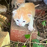 Love a rejoint le concours — aidez-le/la à gagner de superbes lots ! kitten, cat, animal, outdoor, brick, ivy, leaves, nature, curious, small, young, orange, white, whiskers, exploring, closeup, pets, cute, fur, ground