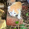 kitten, cat, animal, outdoor, brick, ivy, leaves, nature, curious, small, young, orange, white, whiskers, exploring, closeup, pets, cute, fur, ground