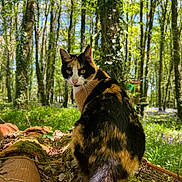 Aqui a rejoint le concours — aidez-le/la à gagner de superbes lots ! calico_cat, cat, forest, trees, moss, log, greenery, sunlight, nature, wildflowers, bluebells, outdoor, animal, feline, woodland, flora, leaf_litter, daylight, curious, sitting