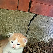 Simba a rejoint le concours — aidez-le/la à gagner de superbes lots ! kitten, cat, orange_and_white, young_animal, outdoor, concrete, crack, dry_leaves, ground, curious, small, animal, nature, close_up, fur, pet, cute, exploring, texture, background