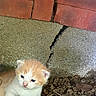kitten, cat, orange_and_white, young_animal, outdoor, concrete, crack, dry_leaves, ground, curious, small, animal, nature, close_up, fur, pet, cute, exploring, texture, background