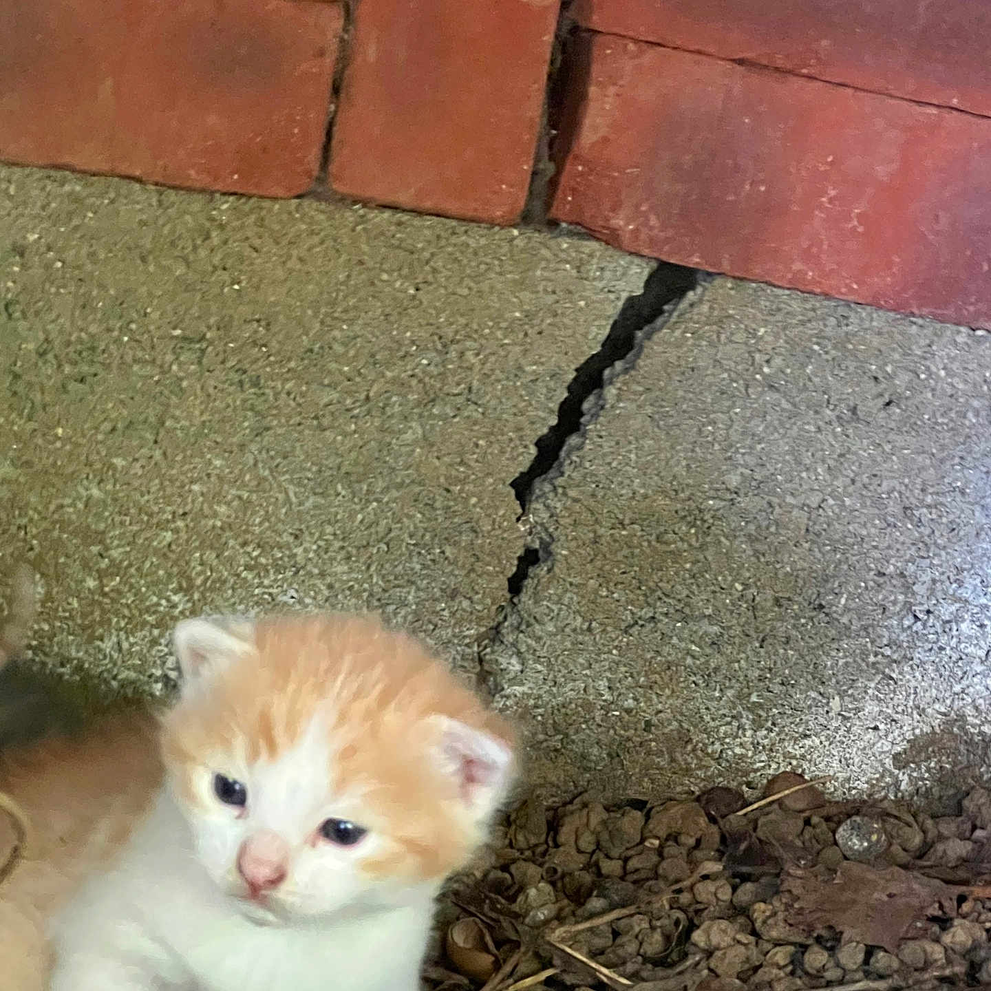 Simba a rejoint le concours — aidez-le/la à gagner de superbes lots ! kitten, cat, orange_and_white, young_animal, outdoor, concrete, crack, dry_leaves, ground, curious, small, animal, nature, close_up, fur, pet, cute, exploring, texture, background