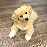 Mabel Strange joined the competition — help win amazing prizes! puppy, dog, golden, fluffy, cute, pet, animal, indoor, floor, wooden_floor, white_paws, head_tilt, young, fur, portrait, laying, looking, domestic_animal, companion, curious