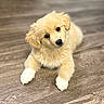 puppy, dog, golden, fluffy, cute, pet, animal, indoor, floor, wooden_floor, white_paws, head_tilt, young, fur, portrait, laying, looking, domestic_animal, companion, curious