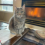 Dora is registered to the contest to win money with this photo: blinds, cat, cozy, curtains, domestic_animal, fire, fireplace, furniture, home_interior, indoor, looking, papers, pet_bed, rug, sitting, tabby_cat, table, warm_lighting, window, wooden_floor