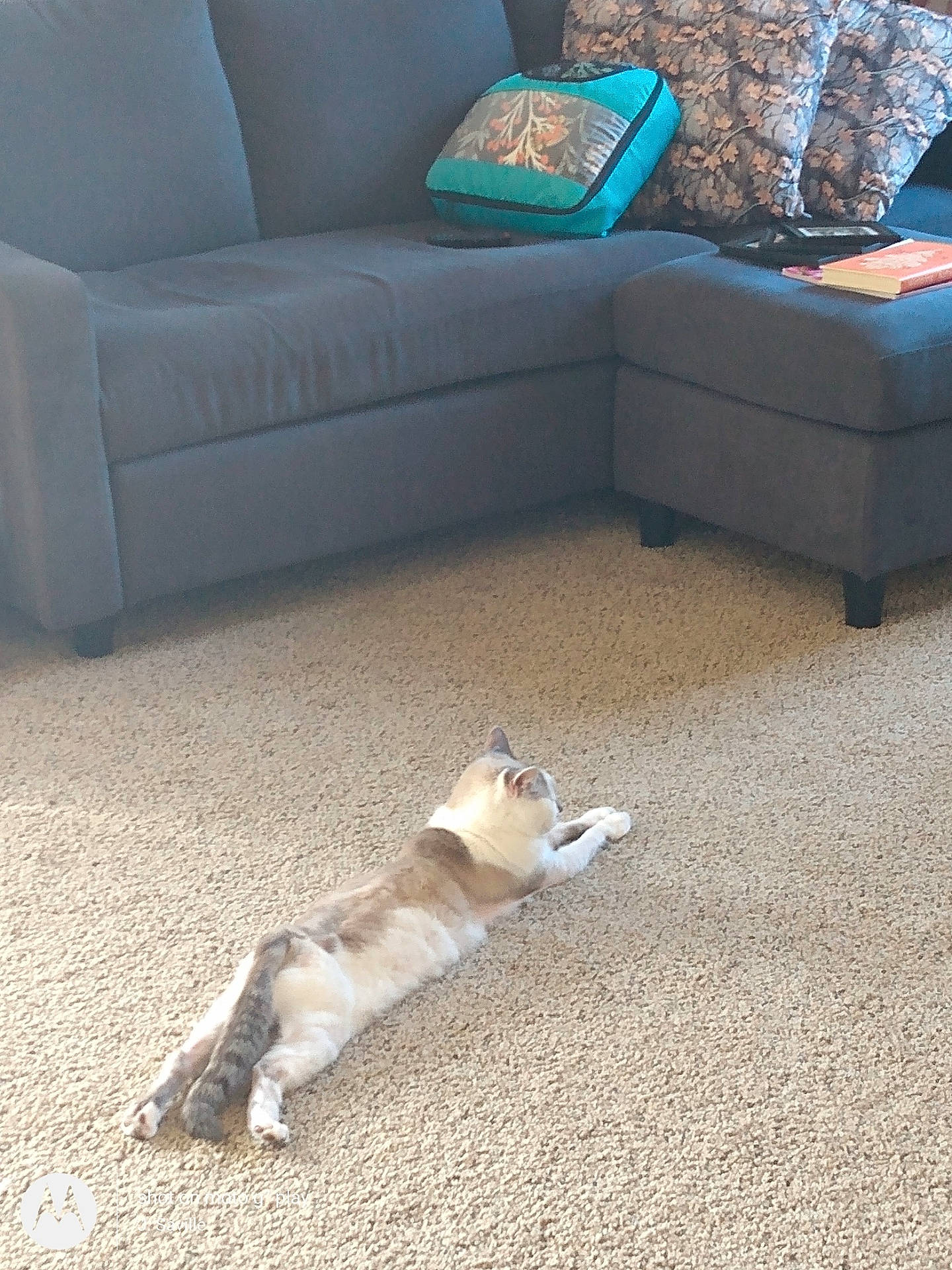 Molly joined the competition — help win amazing prizes! animal, architecture, building, canine, cat, coffeetable, couch, cushion, dog, furniture, homedecor, indoors, interiordesign, livingroom, person, pet, puppy, room, sleeping, table