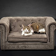 Concha is registered to the contest to win money with this photo: animal, cat, curious, cute, domestic_cat, feline, gray_furniture, indoor, looking, loveseat, minimalist, pet, pink_bow, plush, portrait, relaxed, sitting, studio, studs, tabby_cat