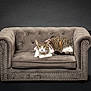 animal, cat, curious, cute, domestic_cat, feline, gray_furniture, indoor, looking, loveseat, minimalist, pet, pink_bow, plush, portrait, relaxed, sitting, studio, studs, tabby_cat