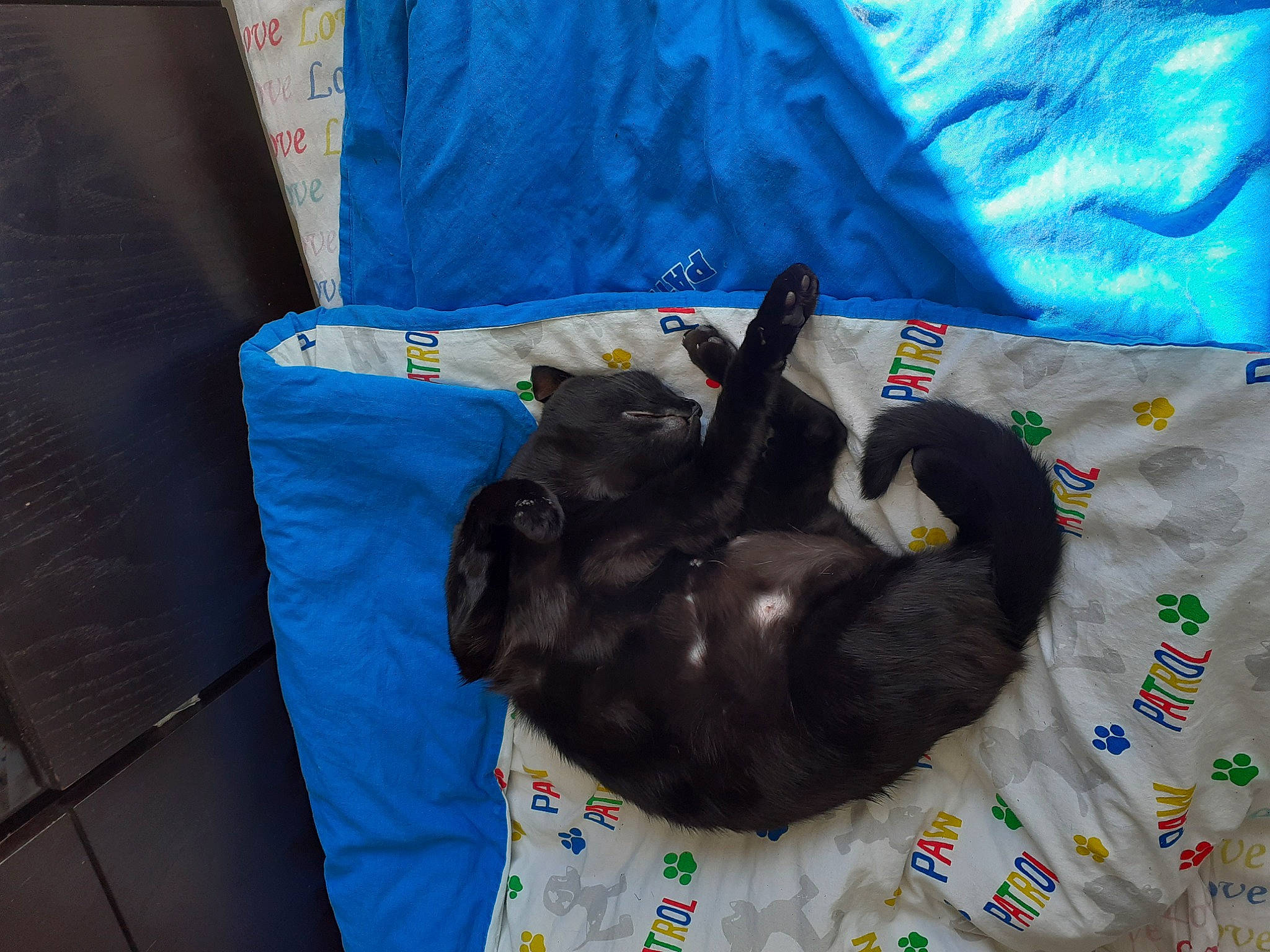 Minette participe au concours pour gagner de l'argent avec cette photo : bag, black_cat, canidae, carnivore, comfort, companion_dog, dog_breed, dog_supply, electric_blue, felidae, fur, guard_dog, linens, nap, pet_supply, small_to_medium_sized_cats, sporting_group, tail, terrestrial_animal