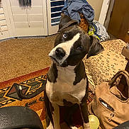 Mia joined the competition — help win amazing prizes! dog, indoor, carpet, patterned_rug, bag, clothing, curious, head_tilt, pet, brown, white, ears, floor, door, basket, furniture, cozy, animal, domestic, sitting