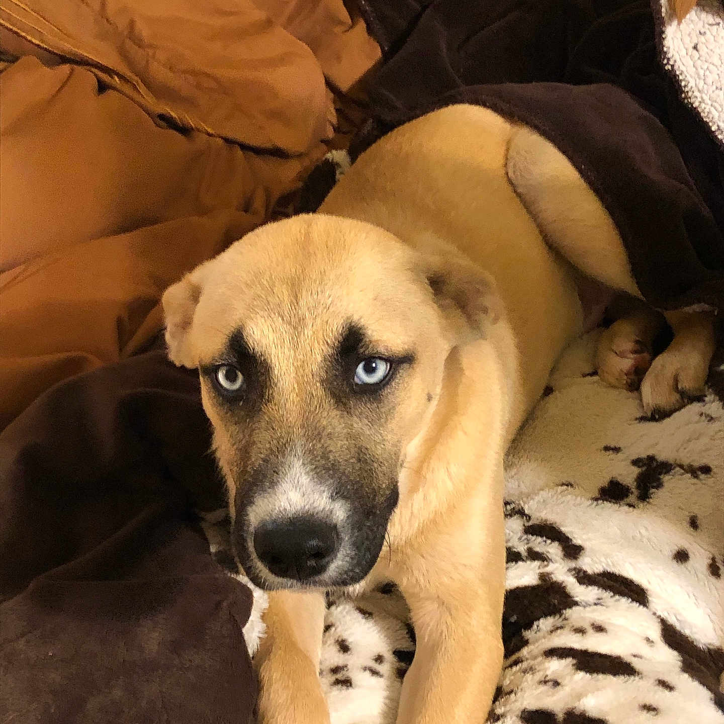 Loki joined the competition — help win amazing prizes! alert, animal, bed, blanket, blue_eyes, brown_fur, comfort, cozy, cute, dog, ears, face, fur, indoor, lying_down, paw, pet, relaxed, resting, snout