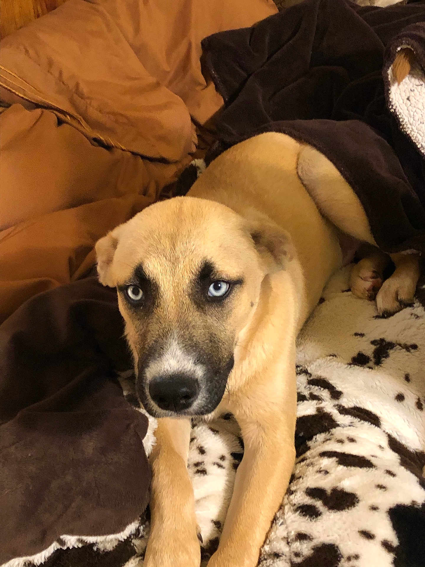 Loki joined the competition — help win amazing prizes! dog, blue_eyes, brown_fur, blanket, bed, cozy, lying_down, indoor, comfort, animal, pet, fur, cute, relaxed, alert, paw, snout, ears, face, resting