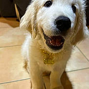 Zola participe au concours pour gagner de l'argent avec cette photo : animal, canine, close_up, collar, cute, dog, domestic_animal, floor, front_paws, fur, golden_retriever, happy, indoor, name_tag, pet, puppy, sitting, smiling, tile_floor, young