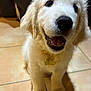animal, canine, close_up, collar, cute, dog, domestic_animal, floor, front_paws, fur, golden_retriever, happy, indoor, name_tag, pet, puppy, sitting, smiling, tile_floor, young
