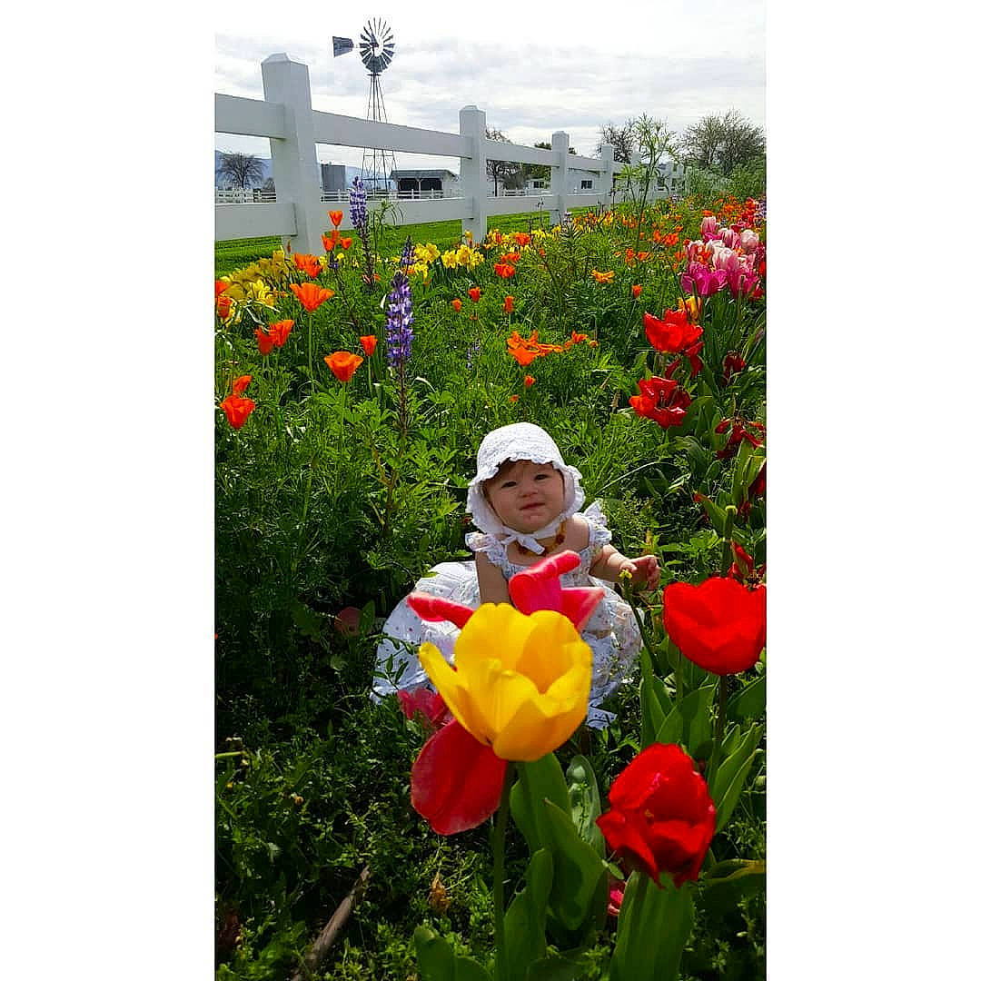 Nora June is registered to the contest to win money with this photo: annual_plant, botanical_garden, botany, canna_lily, coquelicot, flower, flowering_plant, garden, grass, headwear, lily_family, perennial_plant, person, petal, plant, rose, rose_family, shrub, spring, tulip