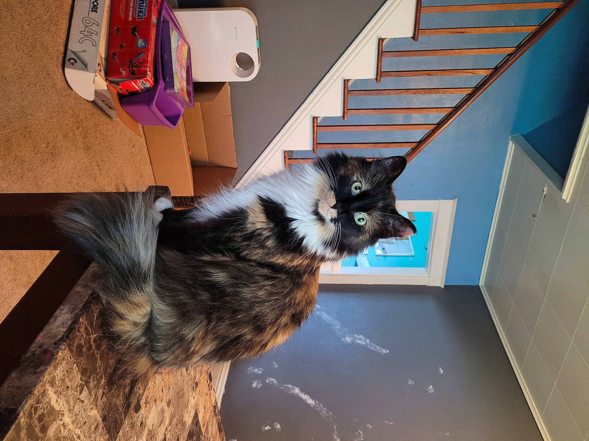 Floof is registered to the contest to win money with this photo: art, bag, canidae, carnivore, cat, companion_dog, dog_breed, domestic_short_haired_cat, felidae, flooring, fur, hardwood, luggage_and_bags, room, small_to_medium_sized_cats, sporting_group, stairs, tail, whiskers, wood