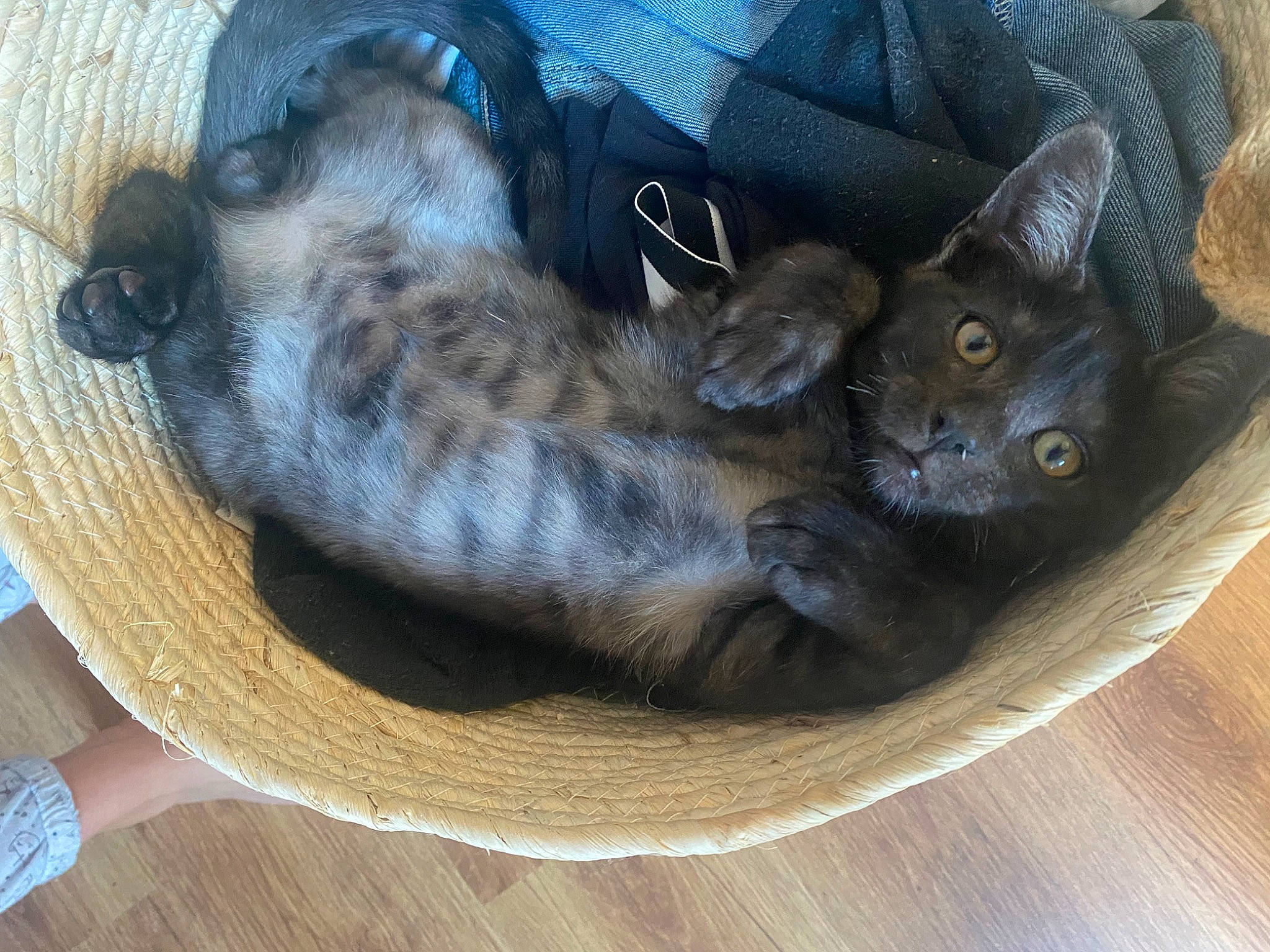 Miouss participe au concours pour gagner de l'argent avec cette photo : carnivore, cat, cat_bed, cat_supply, claw, comfort, domestic_short_haired_cat, felidae, fur, grey, hardwood, luggage_and_bags, paw, pet_supply, small_to_medium_sized_cats, snout, tail, whiskers, wood, wood_flooring