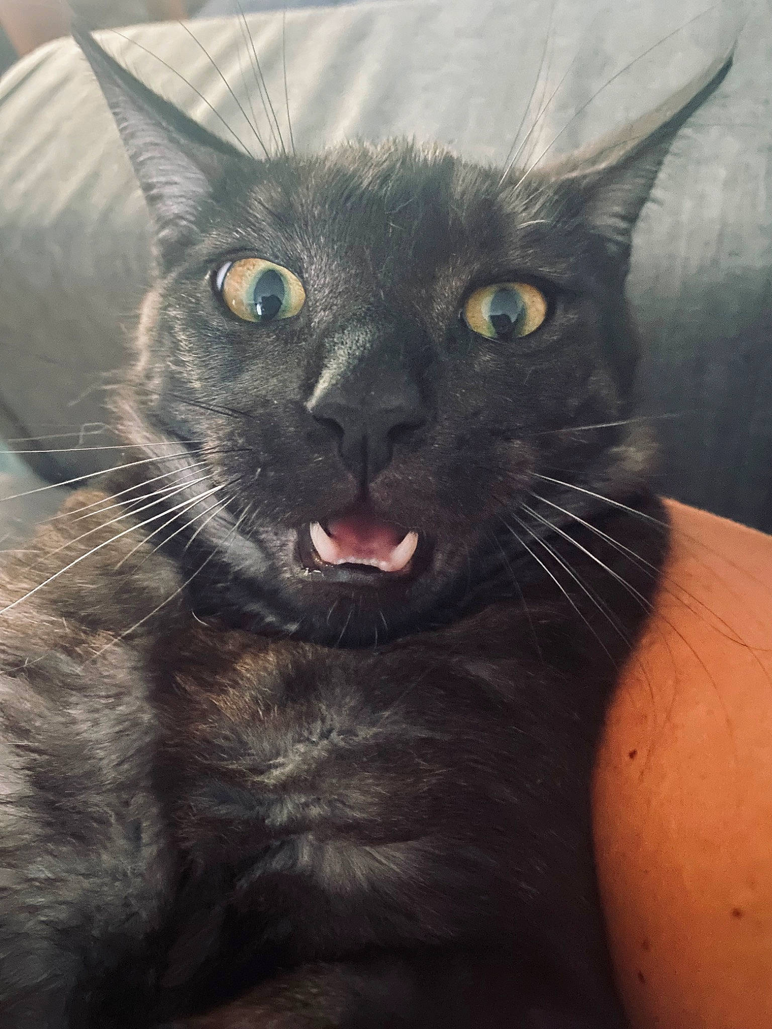 Miouss participe au concours pour gagner de l'argent avec cette photo : black_cat, bombay, carnivore, cat, close_up, domestic_short_haired_cat, felidae, fur, iris, paw, small_to_medium_sized_cats, snout, terrestrial_animal, whiskers