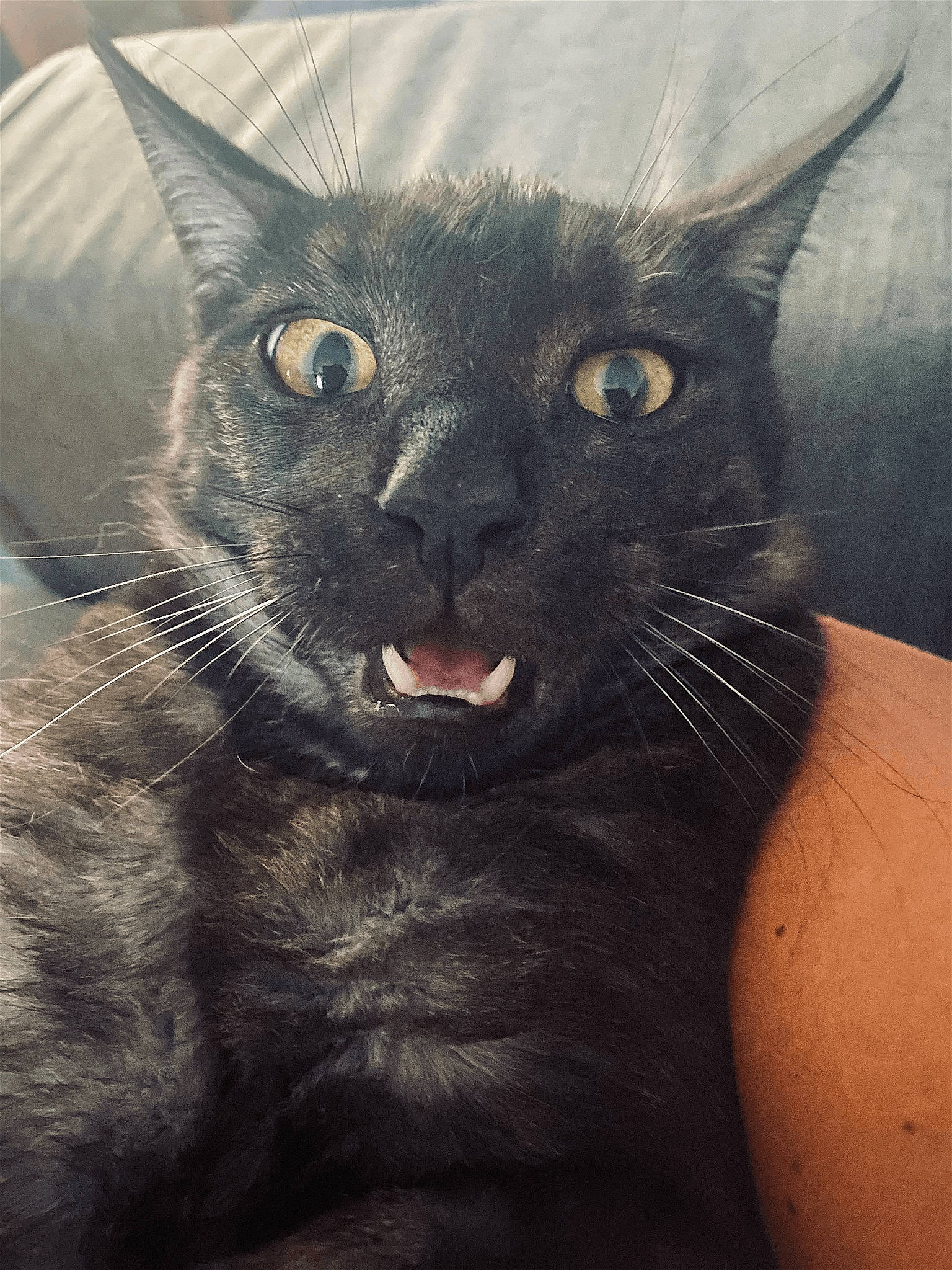 Miouss participe au concours pour gagner de l'argent avec cette photo : art, black_cat, bombay, carnivore, cat, domestic_short_haired_cat, felidae, fur, iris, paw, small_to_medium_sized_cats, snout, tail, terrestrial_animal, whiskers