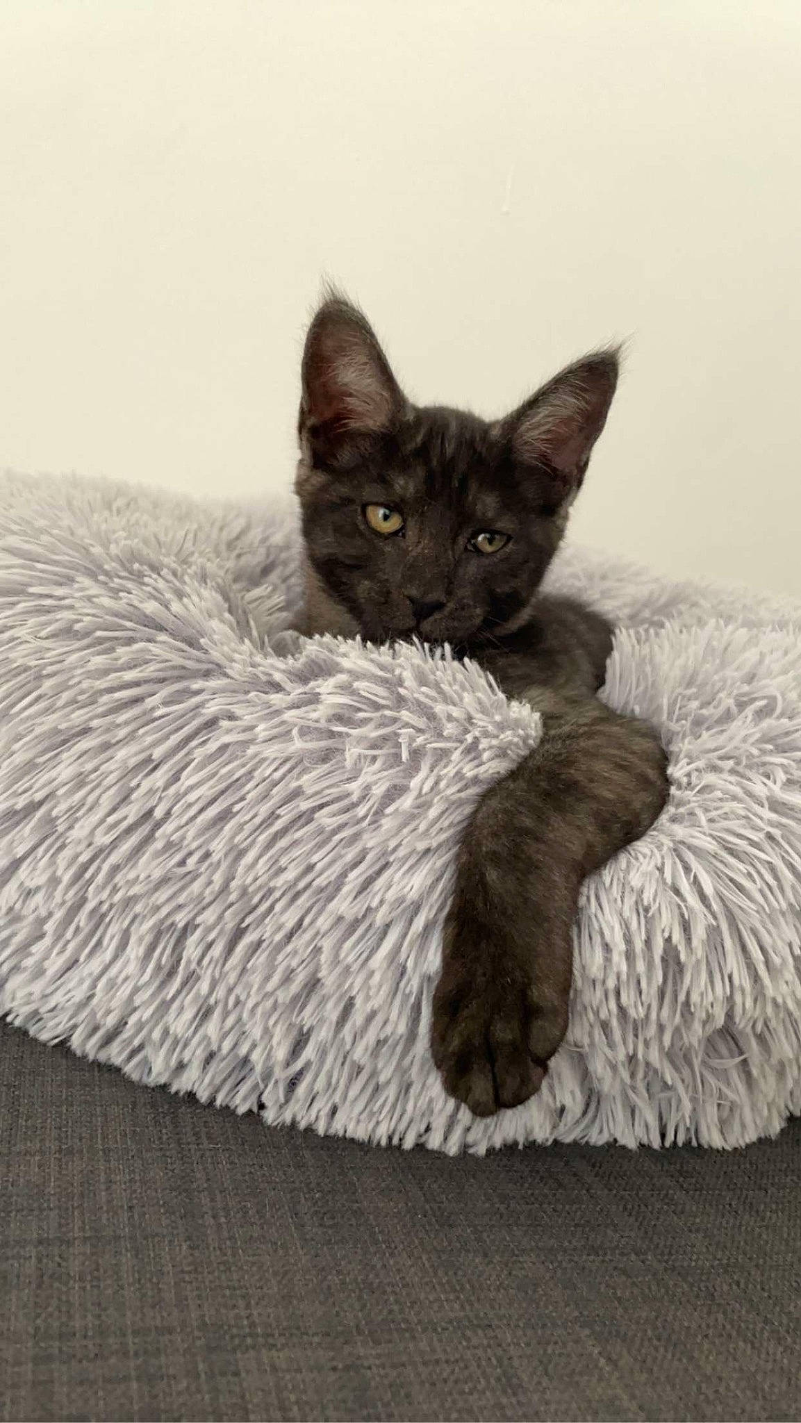 Miaouss participe au concours pour gagner de l'argent avec cette photo : black_cat, carnivore, cat, cat_bed, cat_supply, comfort, couch, domestic_short_haired_cat, felidae, fur, grey, linens, pet_supply, small_to_medium_sized_cats, snout, tail, terrestrial_animal, whiskers