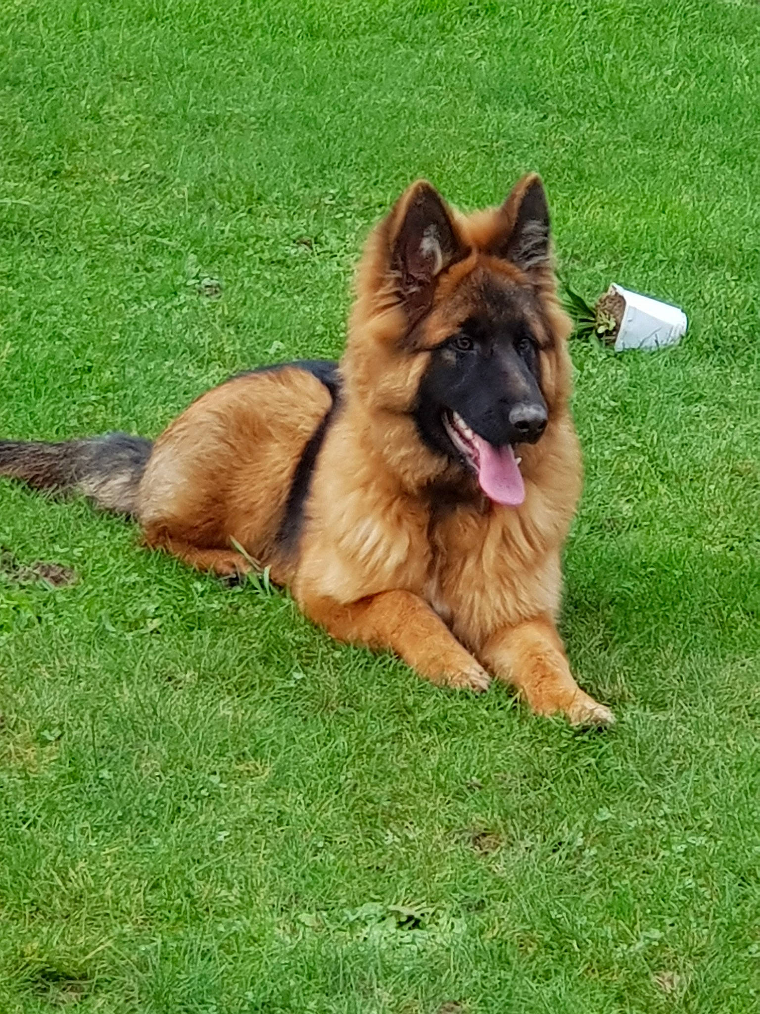 Olympe participe au concours pour gagner de l'argent avec cette photo : belgian_shepherd, belgian_shepherd_malinois, bohemian_shepherd, canidae, carnivore, dog, dog_breed, fawn, german_shepherd_dog, grass, king_shepherd, mammal, old_german_shepherd_dog, rare_breed_dog, shiloh_shepherd_dog, sporting_group, tervuren, vertebrate