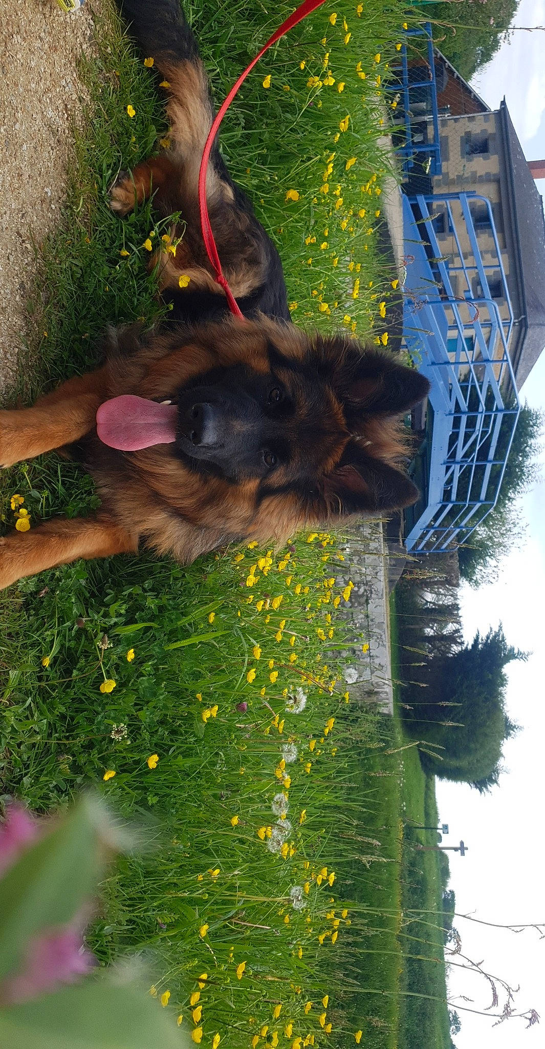 Olympe a rejoint le concours — aidez-le/la à gagner de superbes lots ! canidae, fawn, german_shepherd_dog, plant, snout, sporting_group, tree