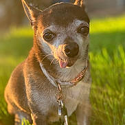 Bruno joined the competition — help win amazing prizes! dog, small_dog, close_up, outdoor, grass, sunlight, pet, collar, tongue_out, cute, animal, adorable, brown_fur, short_fur, ears_up, daylight, nature, friendly, portrait, sitting