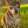 dog, small_dog, close_up, outdoor, grass, sunlight, pet, collar, tongue_out, cute, animal, adorable, brown_fur, short_fur, ears_up, daylight, nature, friendly, portrait, sitting