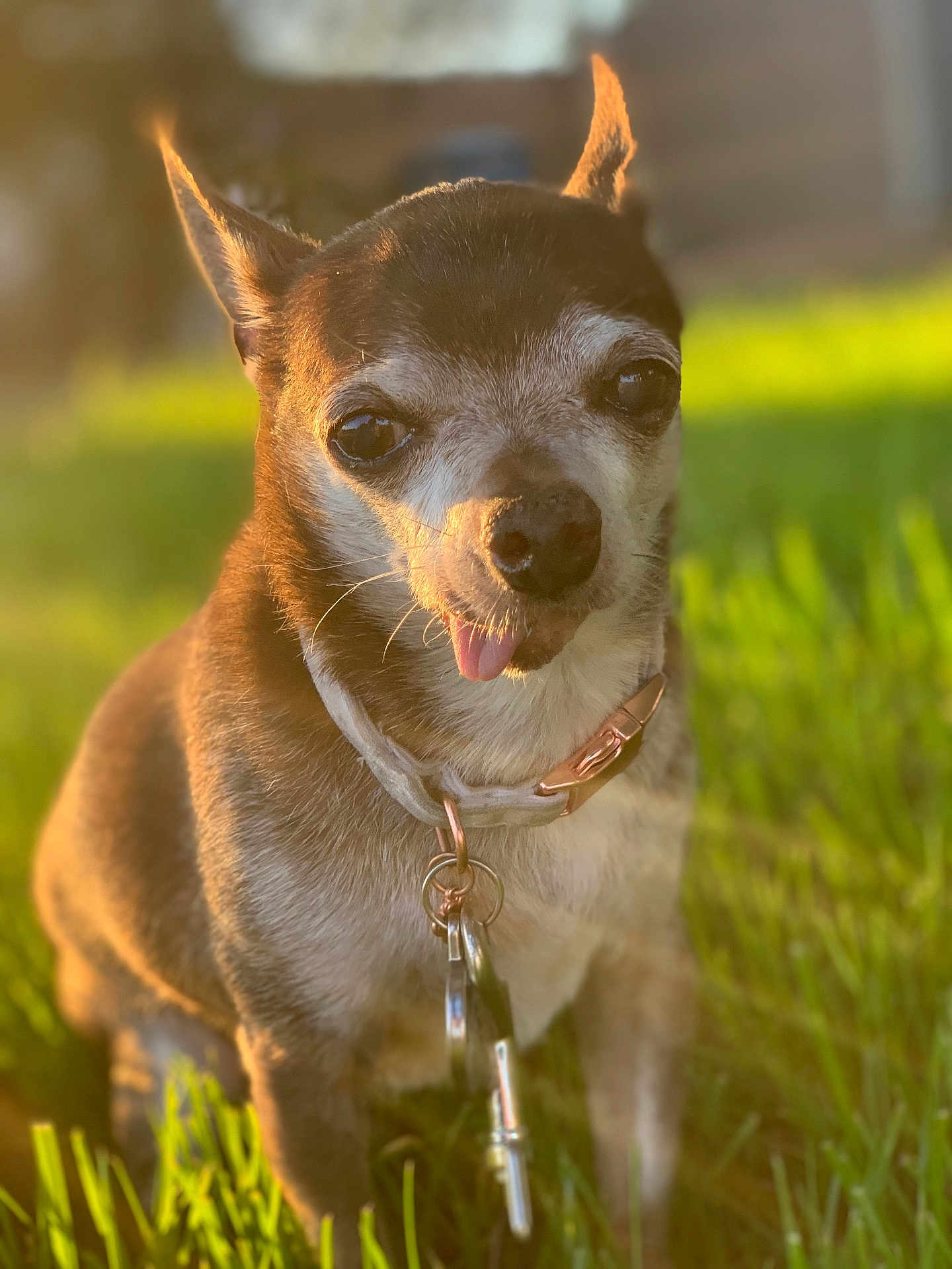 Bruno