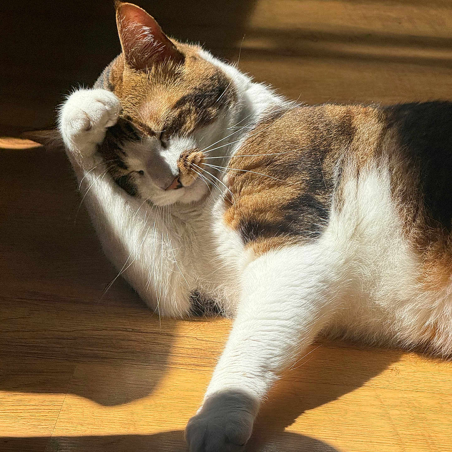 Léon a rejoint le concours — aidez-le/la à gagner de superbes lots ! animal, brown_fur, cat, closeup, cozy, cute, domestic, feline, indoor, paw, pet, relaxed, resting, shadow, sleepy, striped, sunlight, whiskers, white_fur, wooden_floor