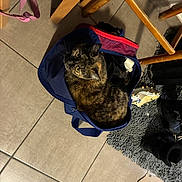 Arolla a rejoint le concours — aidez-le/la à gagner de superbes lots ! cat, tortoiseshell_cat, bag, floor, tile_floor, chair, wooden_chair, rug, shoe, sports_cleat, cardboard, indoor, pet, curious, cozy, domestic_animal, feline, looking_up, container, home