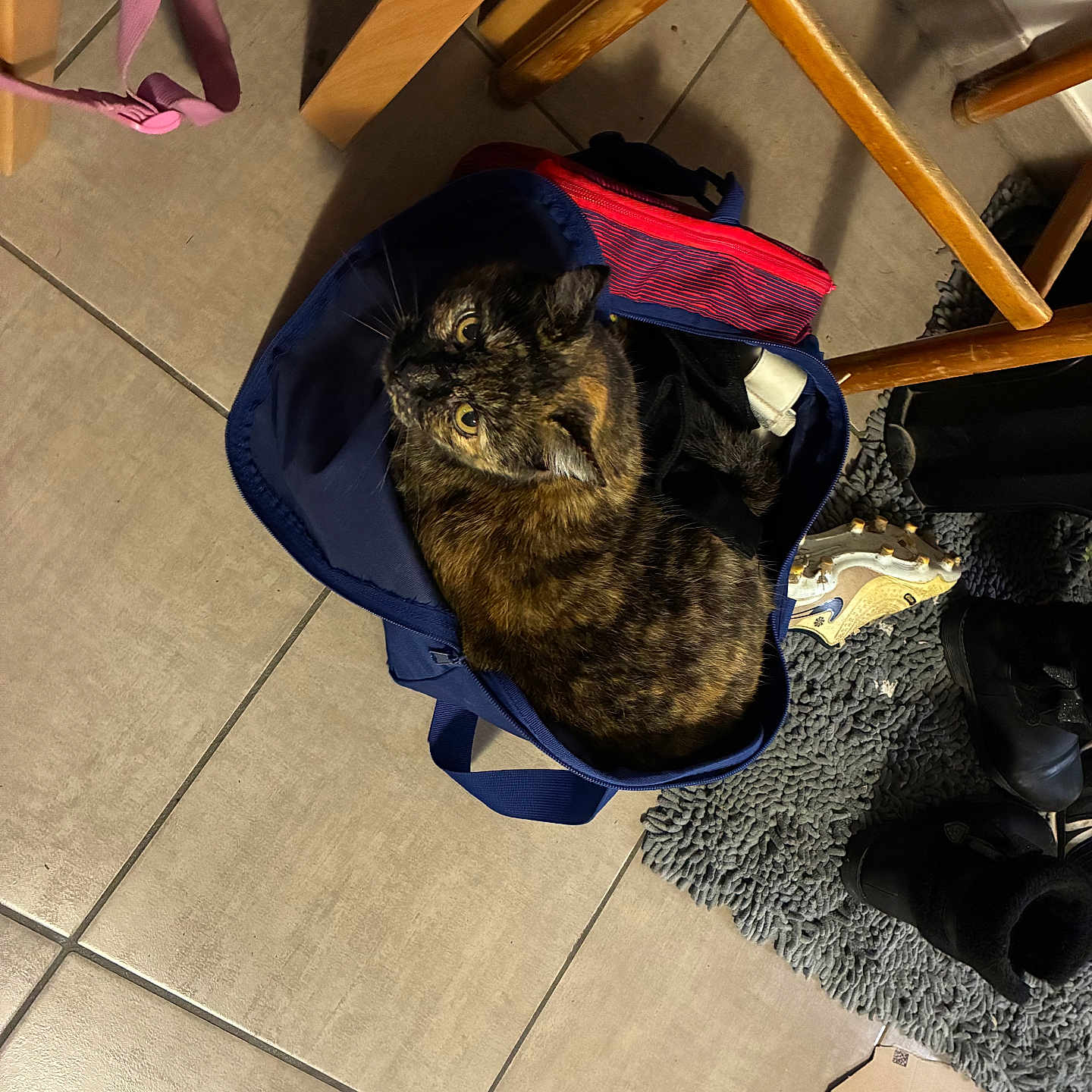 Arolla a rejoint le concours — aidez-le/la à gagner de superbes lots ! bag, cardboard, cat, chair, container, cozy, curious, domestic_animal, feline, floor, home, indoor, looking_up, pet, rug, shoe, sports_cleat, tile_floor, tortoiseshell_cat, wooden_chair