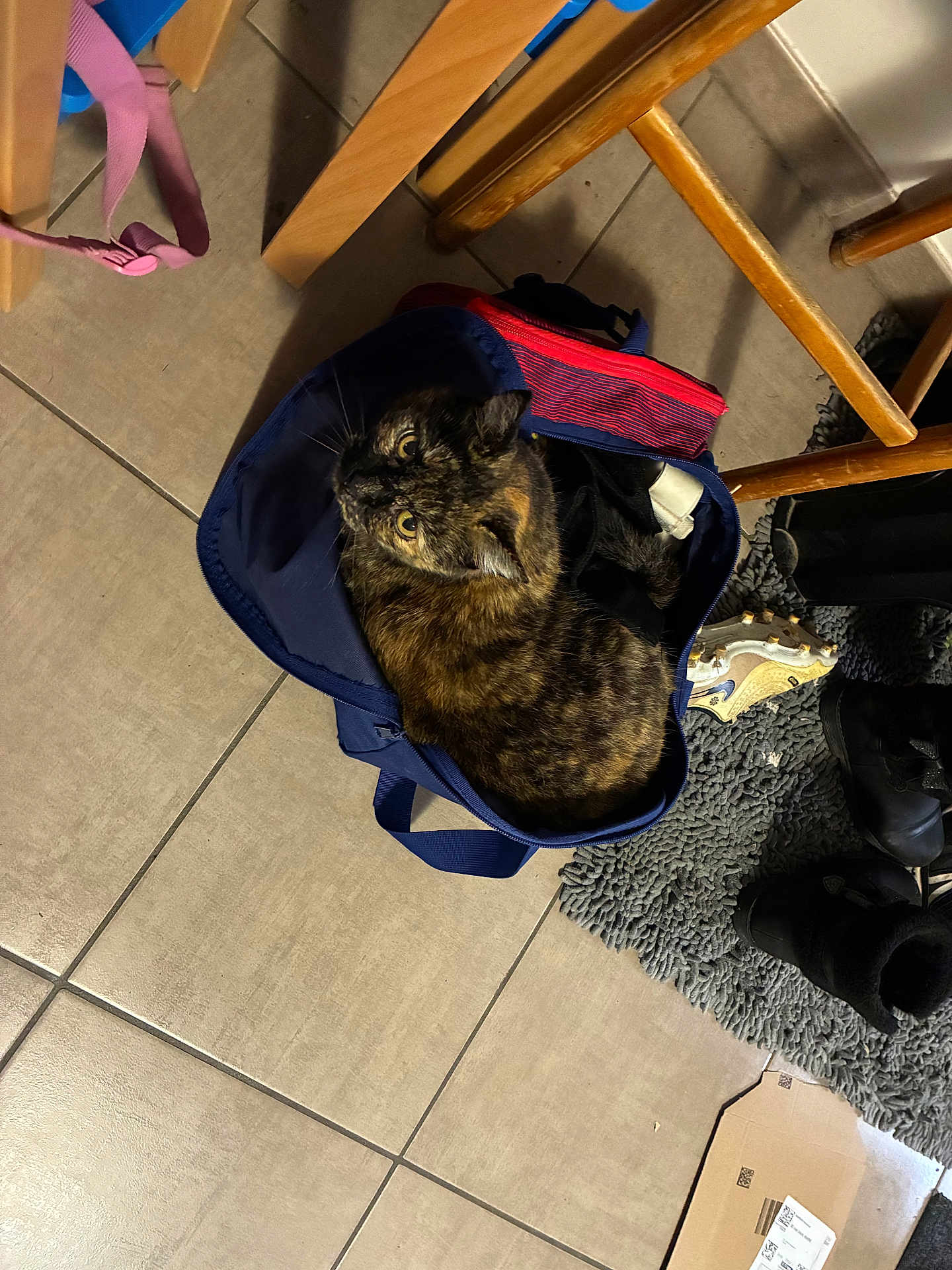Arolla a rejoint le concours — aidez-le/la à gagner de superbes lots ! cat, tortoiseshell_cat, bag, floor, tile_floor, chair, wooden_chair, rug, shoe, sports_cleat, cardboard, indoor, pet, curious, cozy, domestic_animal, feline, looking_up, container, home