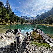 Lyra participe au concours pour gagner de l'argent avec cette photo : dog, lake, mountain, nature, outdoor, sky, water, reflection, leash, rock, grass, dock, sunlight, forest, happy, panting, blue_sky, cloud, scenic, landscape