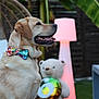 dog, golden_retriever, bow_tie, outdoor, lamp, teddy_bear, balloon, number_6, table, wooden_deck, greenery, leafy_plants, pet, animal, smiling, profile_view, colorful, decor, cute, summer