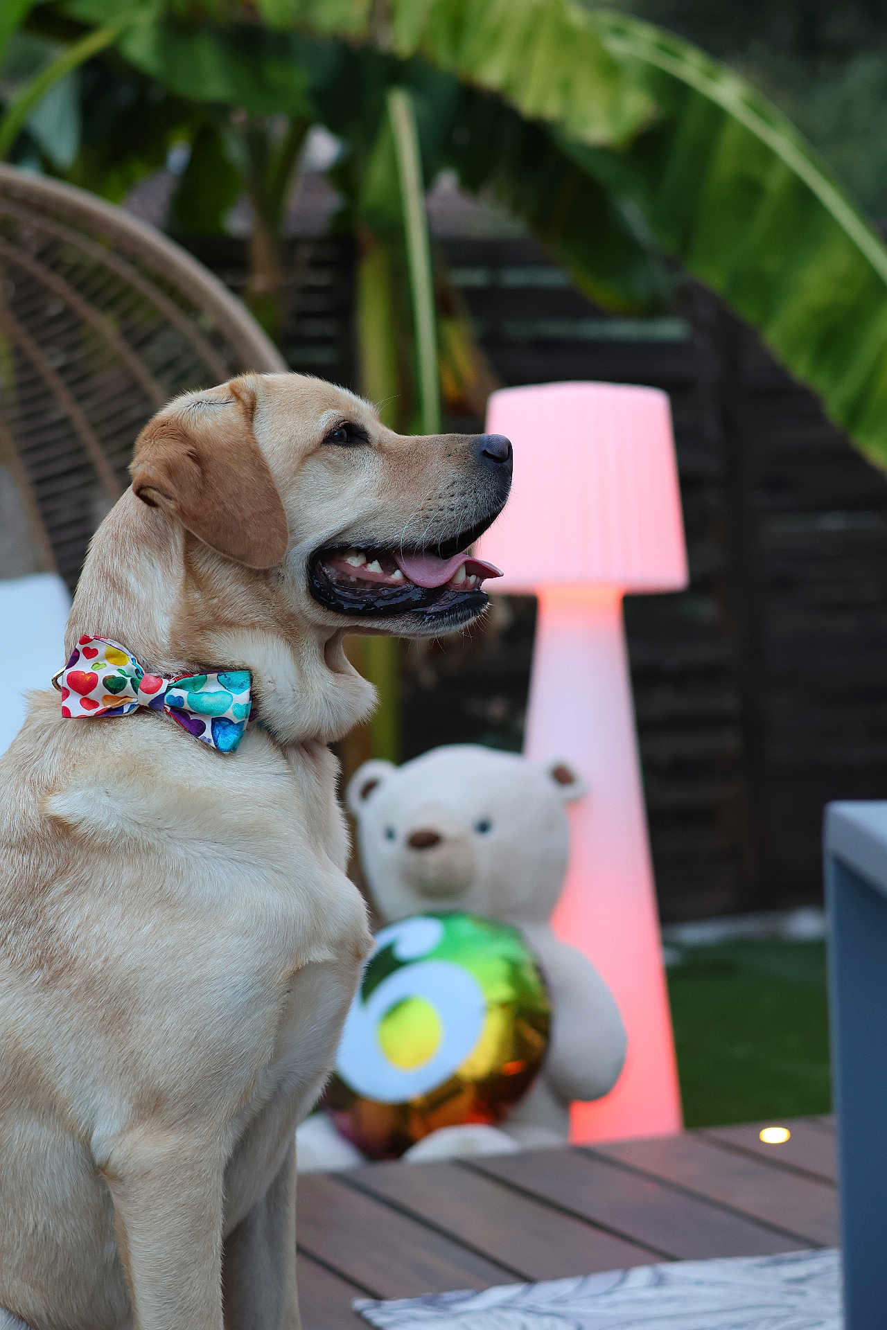 Pollux a rejoint le concours — aidez-le/la à gagner de superbes lots ! dog, golden_retriever, bow_tie, outdoor, lamp, teddy_bear, balloon, number_6, table, wooden_deck, greenery, leafy_plants, pet, animal, smiling, profile_view, colorful, decor, cute, summer