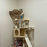 cat, cat_tree, cat_toy, scratching_post, furniture, indoor, pet, tabby_cat, basket, perch, wooden, rope, tablet, screen, wall, corner, playful, pet_accessory, scratching_ramp, household