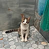 Bean is registered to the contest to win money with this photo: animal, cat, corner, curious, cute, floor, gray_wall, hexagonal_tile, indoor, kitten, looking, marble, pet, sitting, small, striped_tail, texture, tile, white_paws, young_cat