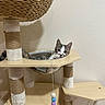Bean joined the competition — help win amazing prizes! cat, kitten, tabby, cat_tree, indoor, pet, feline, toy, playful, curious, paw, bubble_window, wood, rope, scratching_post, fur, animal, resting, cute, home