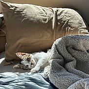 Bean joined the competition — help win amazing prizes! bed, blanket, cat, cozy, curious, cute, domestic, fabric, feline, fur, indoor, kitten, morning, pet, pillow, relaxed, resting, soft, sunlight, window