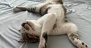 Bean joined the competition — help win amazing prizes! bed, blanket, cat, comfortable, cozy, curtains, feline, fur, gray, home, indoor, natural_light, paws, peaceful, relaxing, resting, sleeping, soft, striped, white