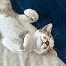 Bean is registered to the contest to win money with this photo: animal, blanket, cat, closeup, content, cozy, cute, ears, fluffy, fur, indoor, paws, pet, pink_nose, relaxed, resting, sleeping, soft, tabby, whiskers